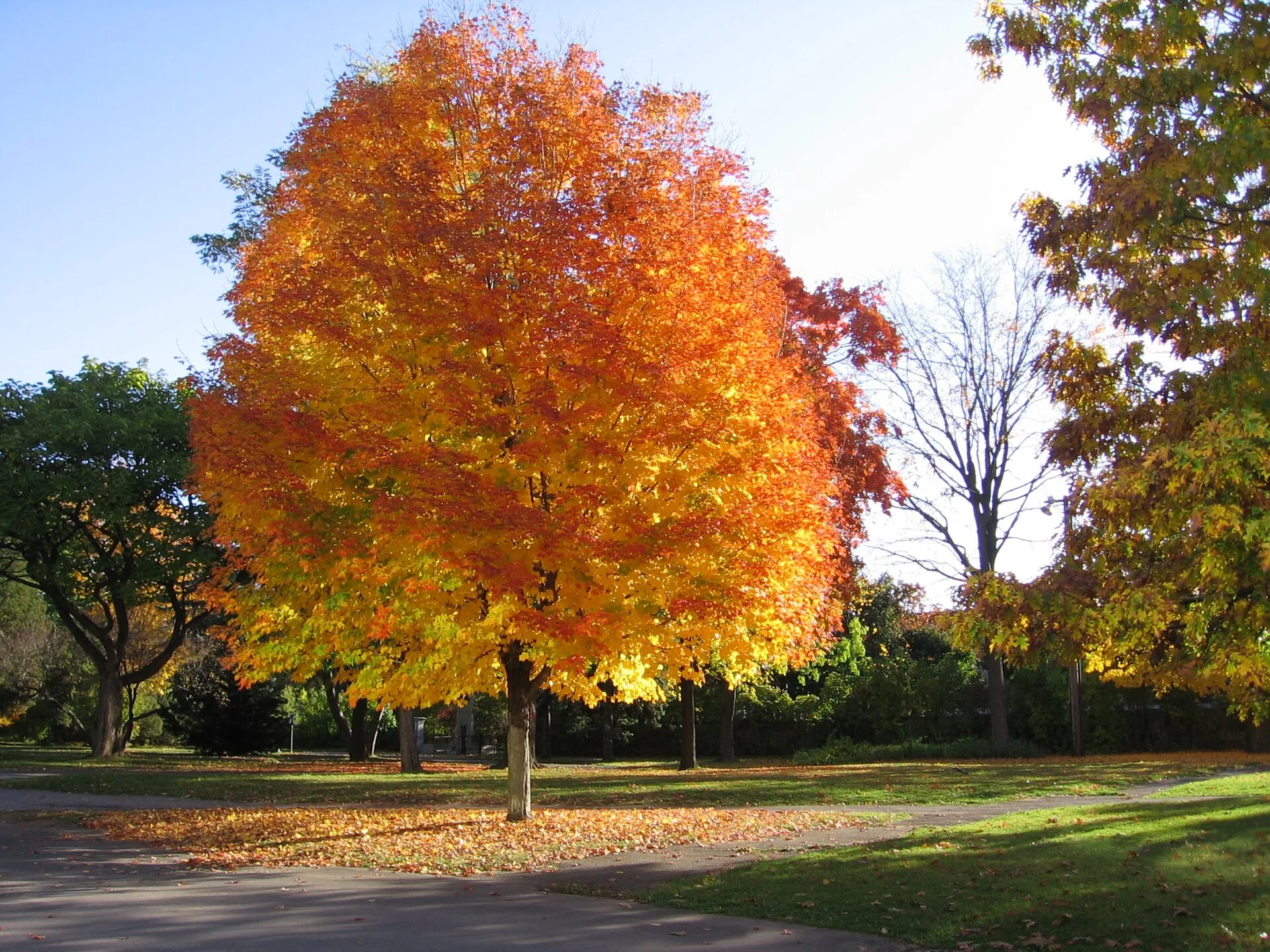 Paysage du Québec aux couleurs de l'automne